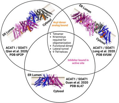 A rising tide lifts all MBOATs: recent progress in structural and functional understanding of membrane bound O-acyltransferases